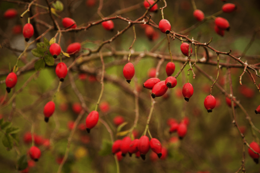 Autumn rose hips