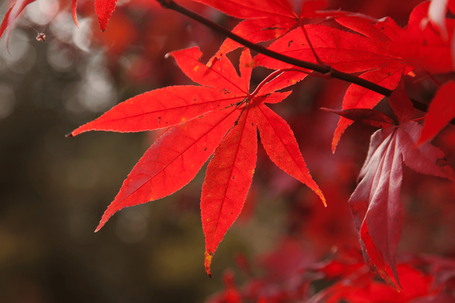 Rich red of one of the acers