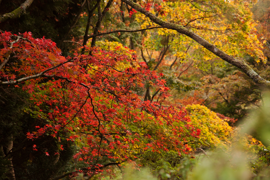 More colours of the season