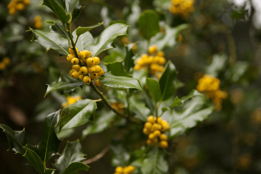 Another holly with yellow berries