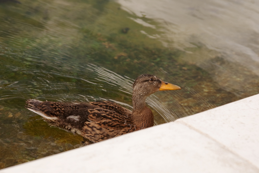 Inquisitive mallard