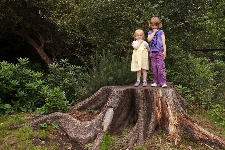 Standing on an old tree stump